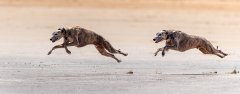 Chris Johnson - Synchronised Beach Runners - Commended.jpg